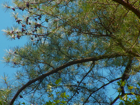 Sky branches backgroundの写真素材