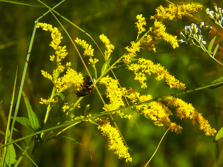 Sunlight spikesの写真素材