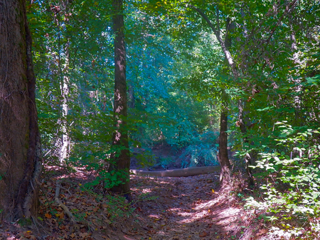 Morning trailの写真素材