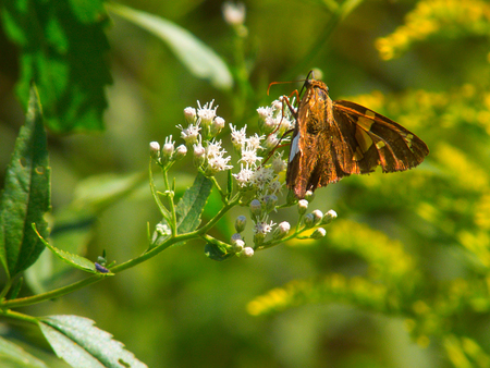 Butterfly on flowerの写真素材
