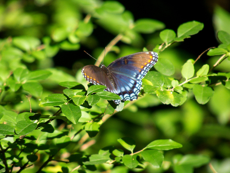 plactic butterfly closeup photoの写真素材
