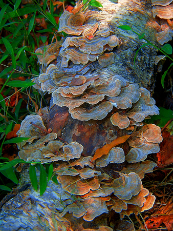 mushrooms on wood closeup photoの写真素材