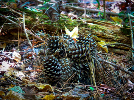 pine cones closeup photoの写真素材