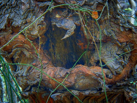 wood hollow closeup photoの写真素材