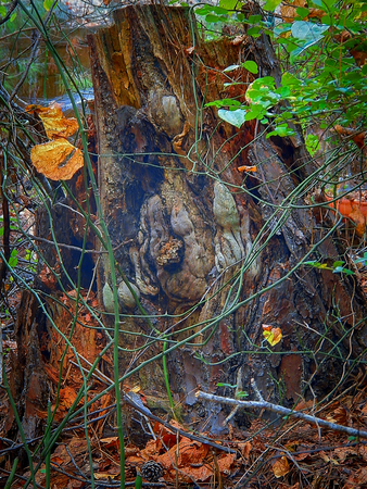 colorful wood hollow closeup photoの写真素材