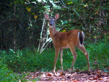 Beautiful deer posingの写真素材