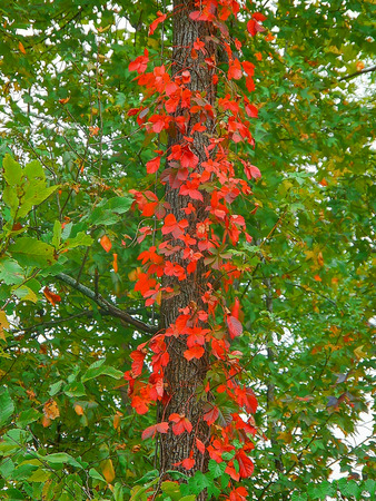 Red treeの写真素材