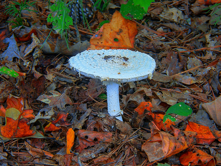 Single white mushroomの写真素材
