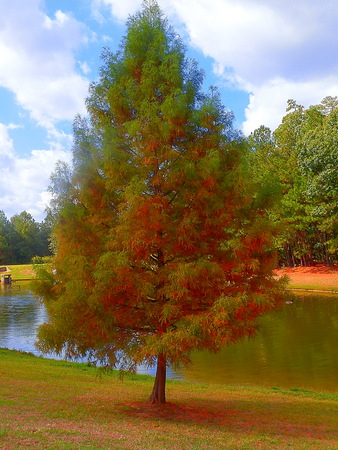 Green-reddish treeの写真素材