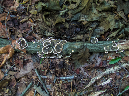 Turkey tail fungus growing on a dead tree branchの写真素材
