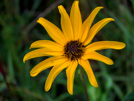 single yellow daisyの写真素材