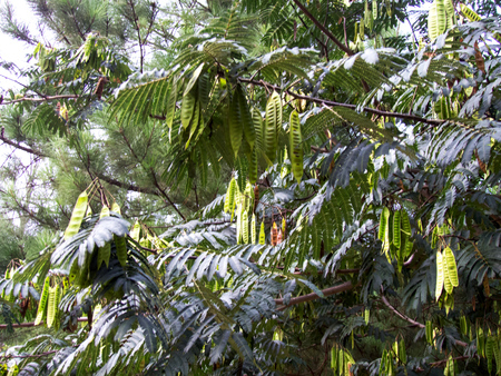 background tree branchの写真素材