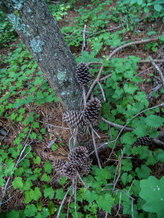 pine cons around a treeの写真素材