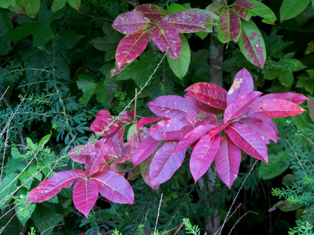 red leaves closeupの写真素材