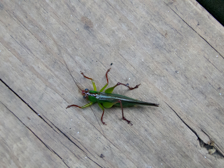 green grasshopper closeupの写真素材