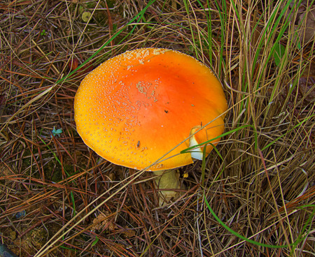 mushroom with orange capの写真素材