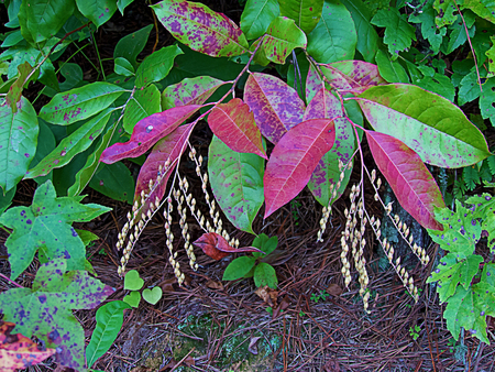 green and red leaves backgroundの写真素材