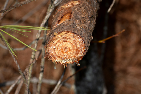 Ice on broken tree branchの写真素材