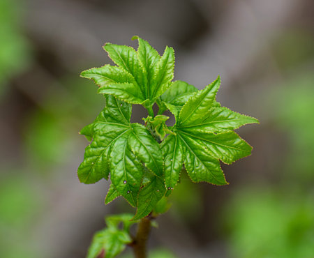 Spring  young green shoots