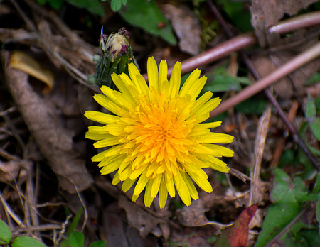Close-up of dandelion. Spring.の写真素材