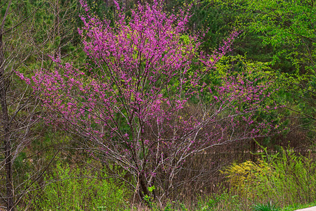 Spring purple blossoming treeの写真素材