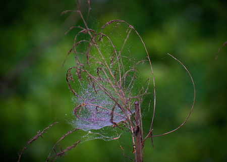 Spider web close-upの写真素材