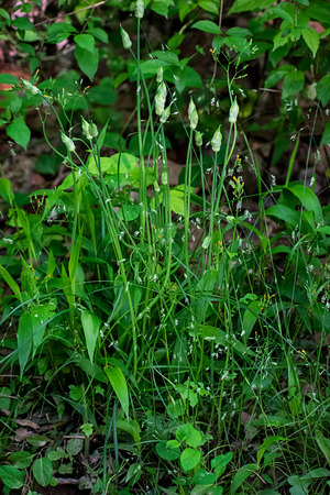 Spring wetland blossoming foliageの写真素材