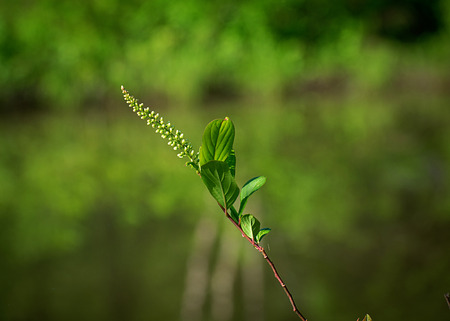 Spring climbing BUCKTHORNの写真素材