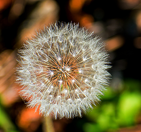 Spring Dandelion close-upの写真素材