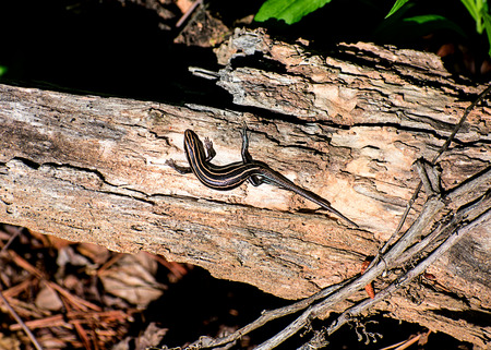 Lizard warming up upon driftwoodの写真素材