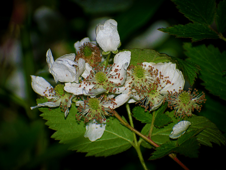 Beautiful white tree blossom closeupの写真素材