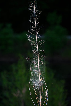 Bright spider web on dry plant
