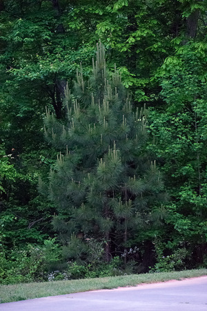Pine with spring pine candlesの写真素材