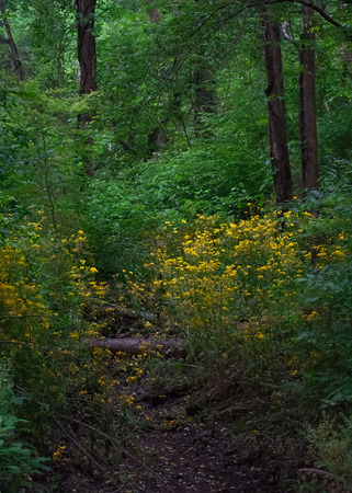 Early morning summer forest backgroundの写真素材