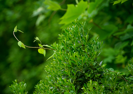 Spring bright green leafy backgroundの写真素材