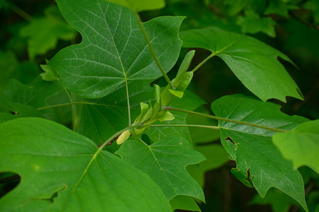 Tulip tree with spring sproutsの写真素材
