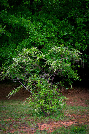 Blooming Sweetspire bushの写真素材