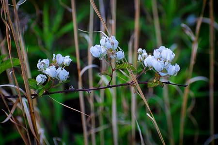 Blossoming plum tree branchの写真素材