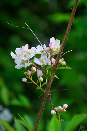 White spring tree blossomの写真素材
