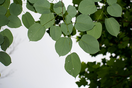 Leaves pattern against the skyの写真素材