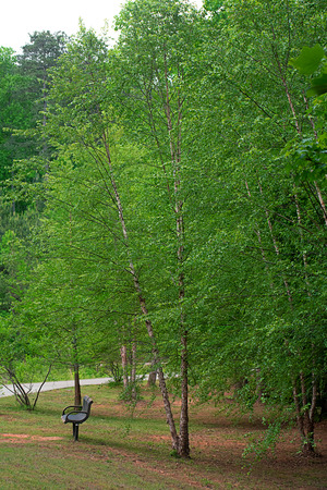 White birch treesの写真素材