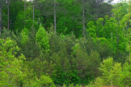 Early morning forest landscapeの写真素材