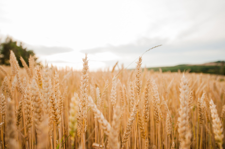 Ears of golden wheat close up.Rich harvest Conceptの写真素材