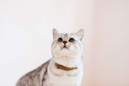 The bright cat is playful and funny. Scottish gray cat. top view. Fluffy Tabby gray beautiful adult cat, breed scottish, close portrait on gray textile background with brown eyesの写真素材
