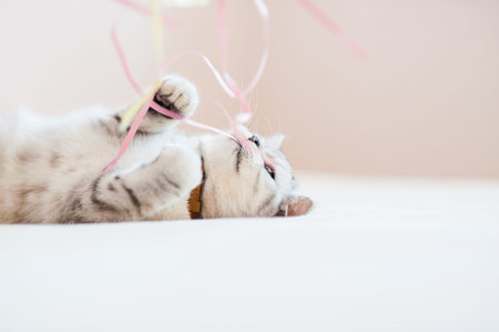 The bright cat is playful and funny.