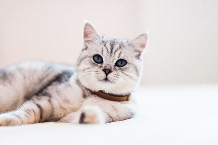 The bright cat is playful and funny.の写真素材