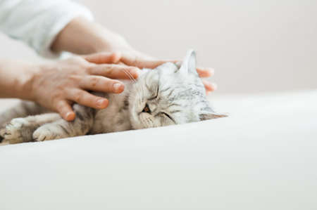 portrait of a Scottish fold cat.の写真素材