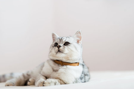 portrait of a Scottish fold cat.の写真素材