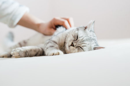 portrait of a Scottish fold cat.の写真素材