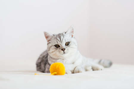 Scottish kitten in the hands of a girl.Funny gray cat.の写真素材